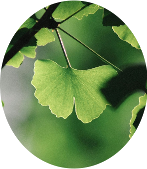 contentcreatie voor betekenisvolle ondernemers gingko blad